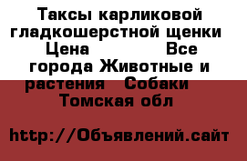 Таксы карликовой гладкошерстной щенки › Цена ­ 20 000 - Все города Животные и растения » Собаки   . Томская обл.